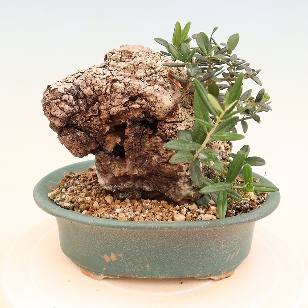Zimmerbonsai - Olea europaea sylvestris