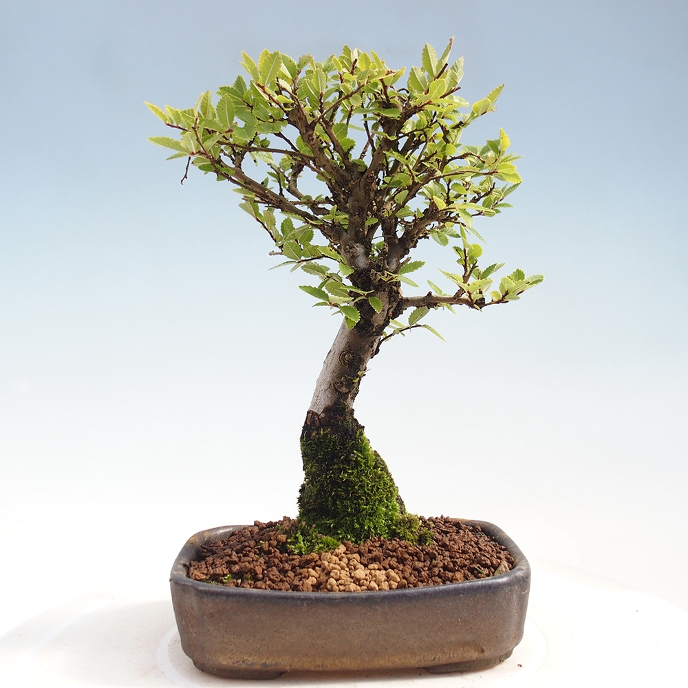 Bonsai für draußen - Zelkova - Zelkova NIRE