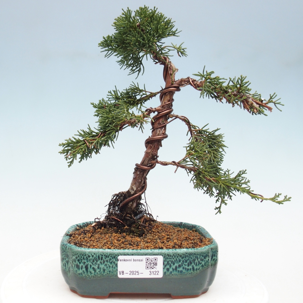 Bonsai für draußen - Juniperus chinensis Kishu