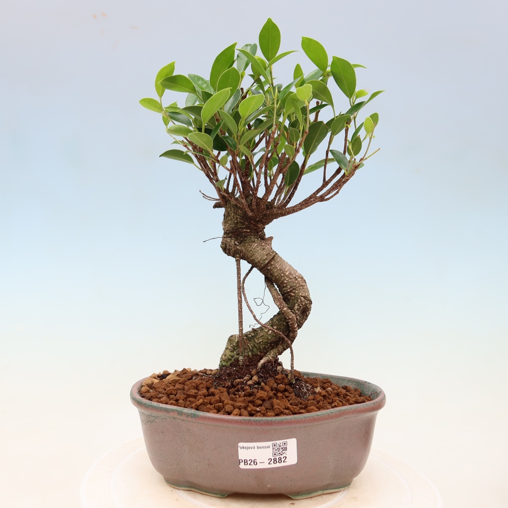 Zimmerbonsai - Ficus kimmen - Kleinblättriger Ficus