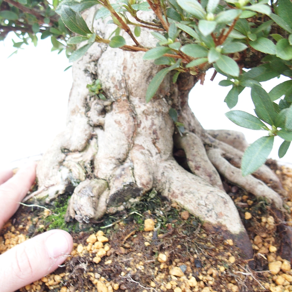 Bonsai für draußen - Japanische Azalee - Azalee Byakuren
