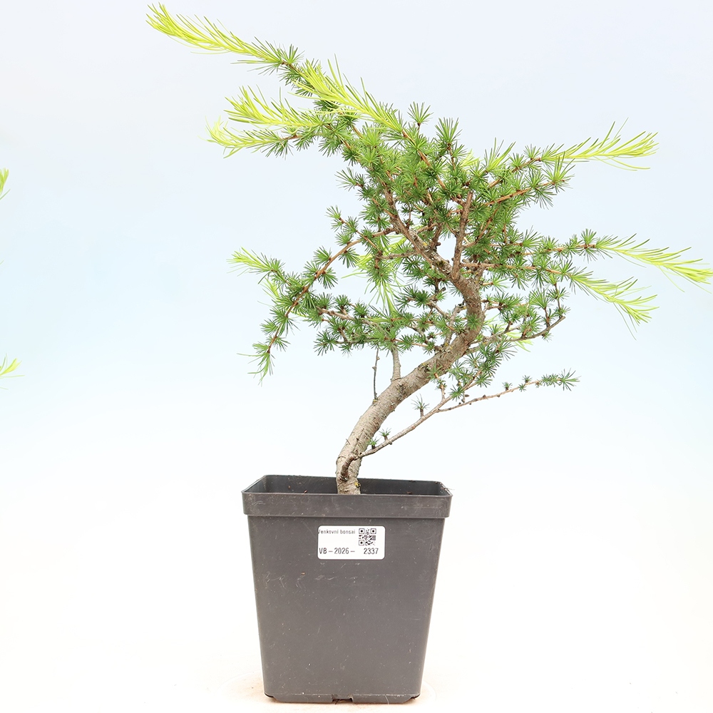 Bonsai für draußen -Larix decidua - Lärche