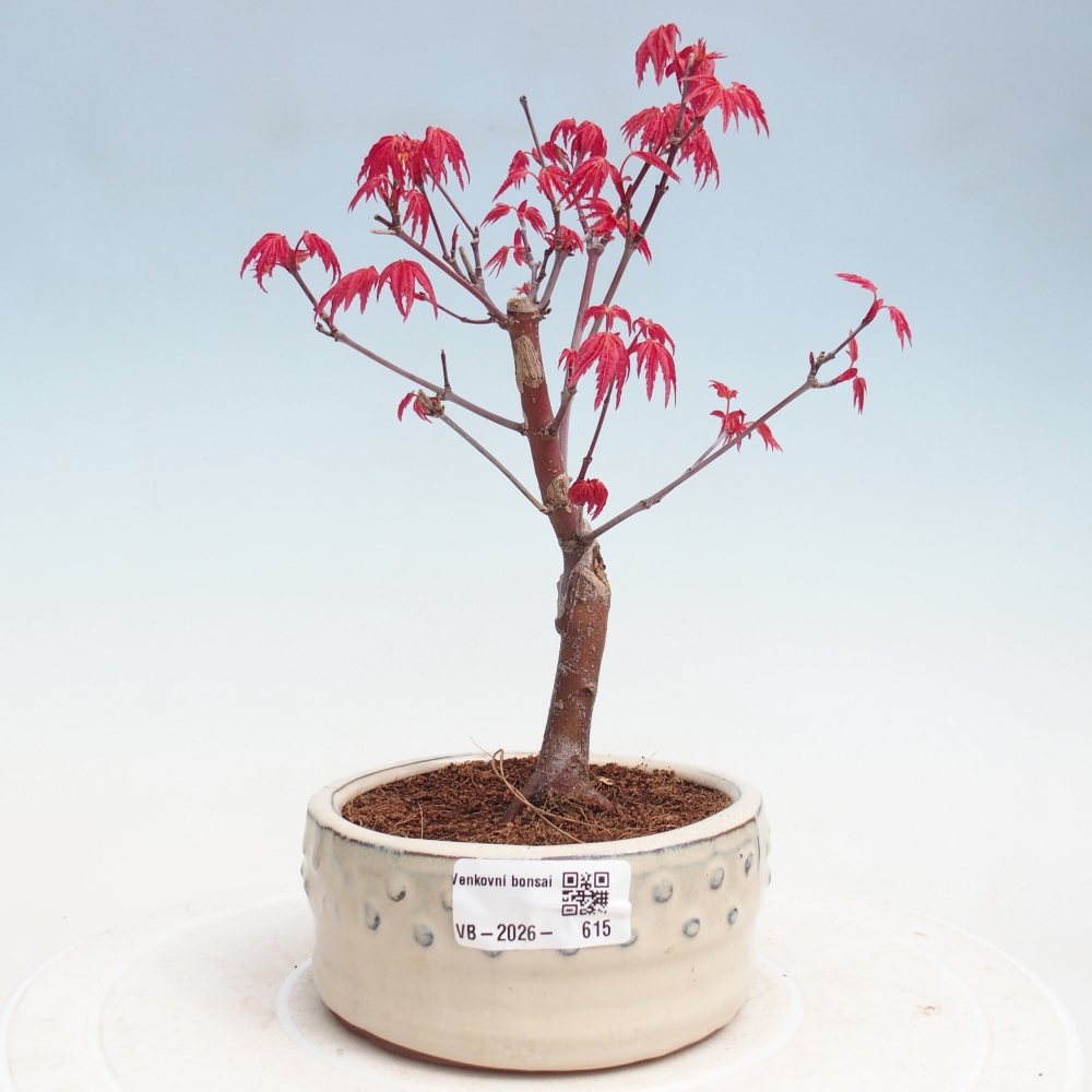 Bonsai für draußen - Acer palmatum DESHOJO