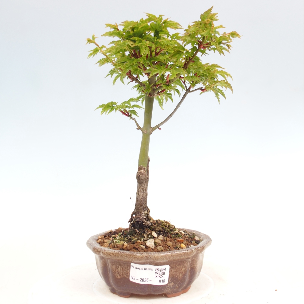 Bonsai für draußen -Javor kleinblättrige SHISHIGASHIRA