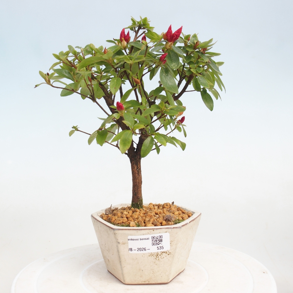 Bonsai für draußen - Japanische Azalee - Azalea sp.