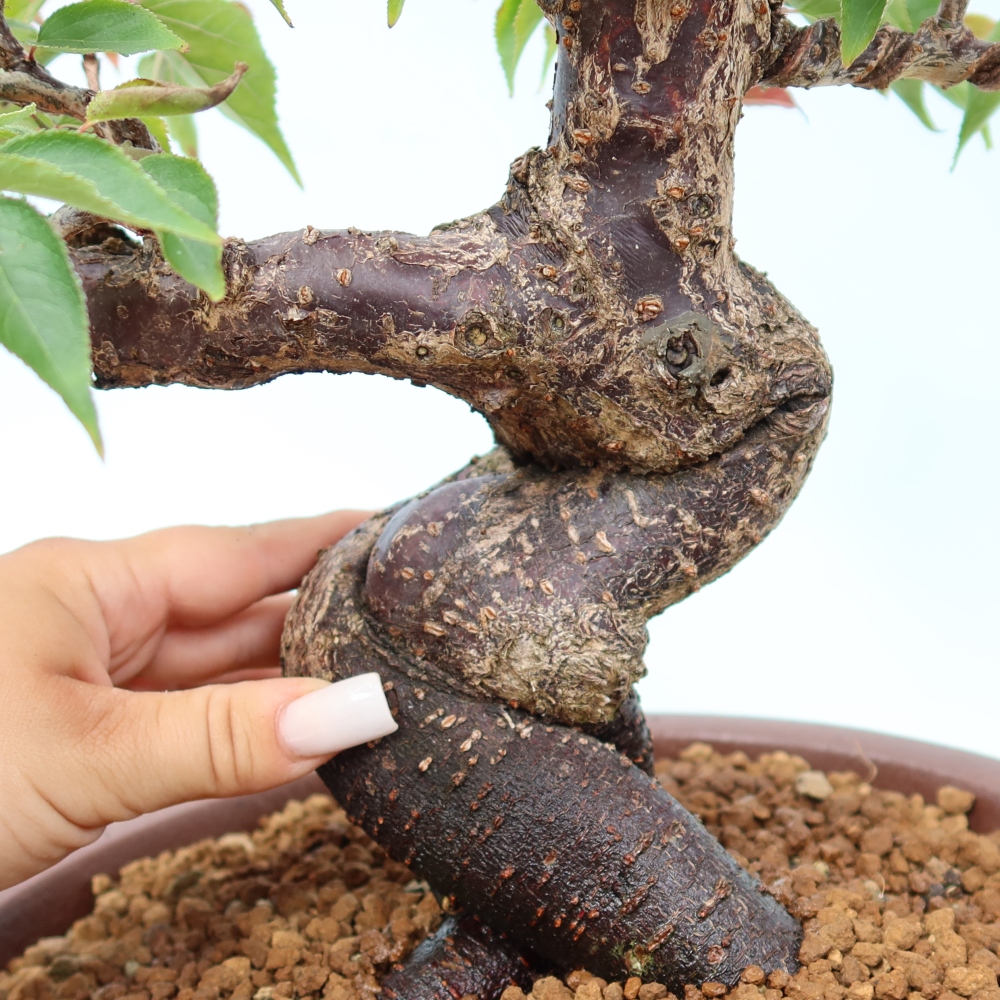 Bonsai für den Außenbereich – Japanischer Aprikosenbaum – Prunus Mume