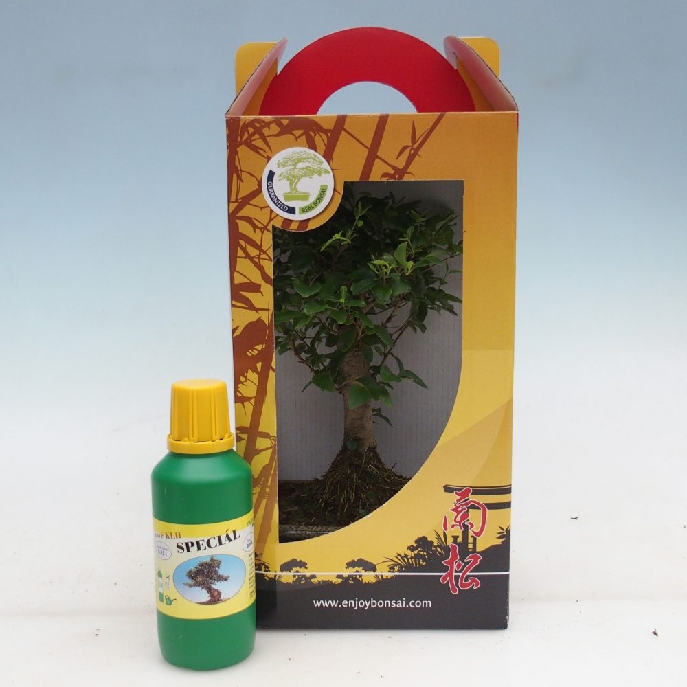 Zimmerbonsai im Geschenkkarton Ligustrum chinensis - Vogelschnabel