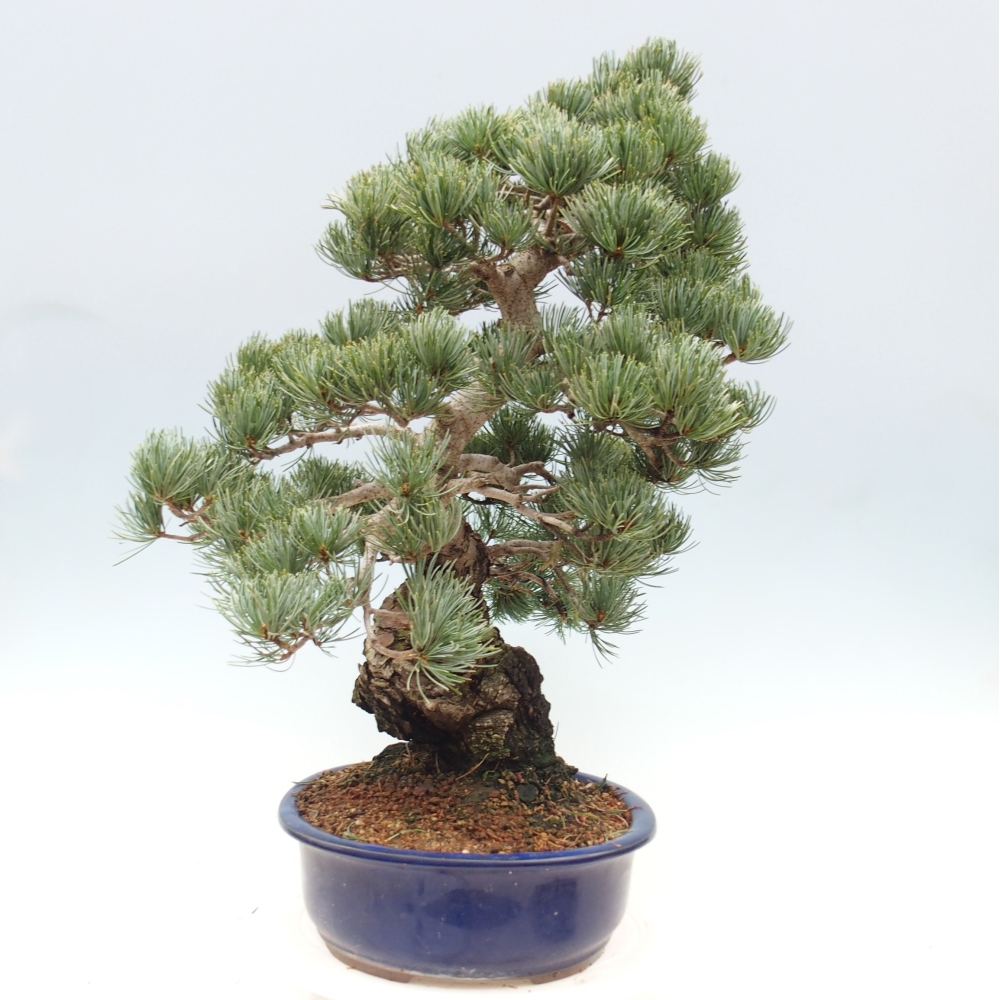Bonsai für draußen - Pinus parviflora - Pinus parviflora