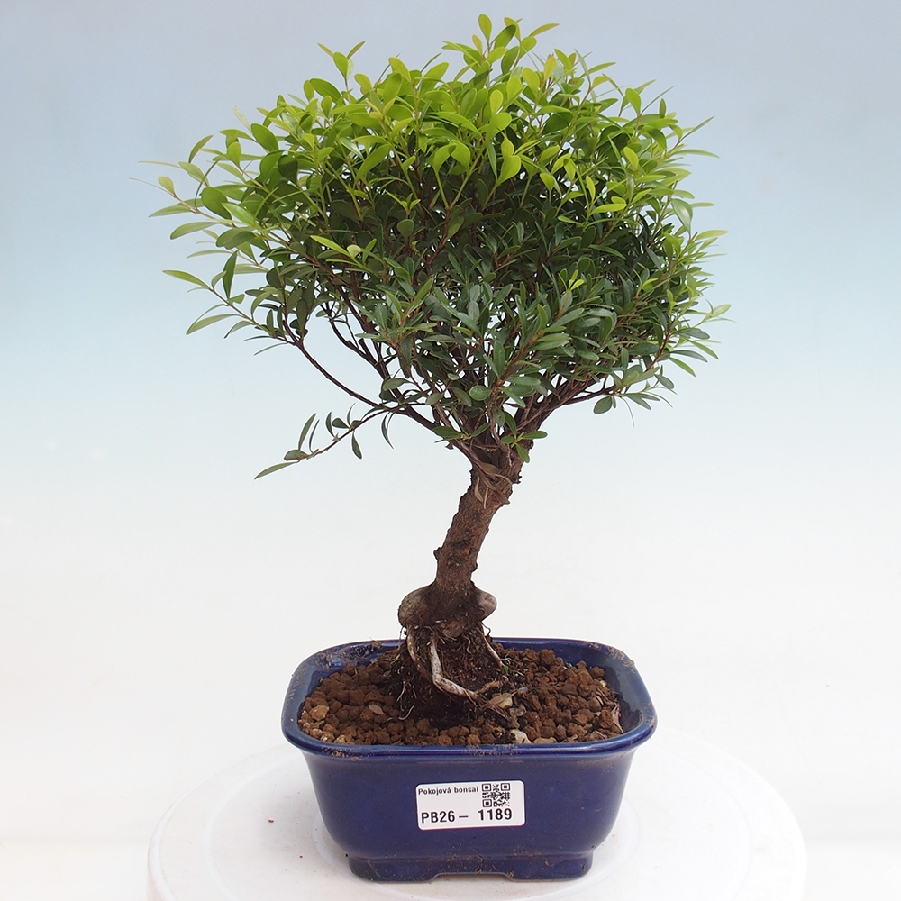 Zimmer Bonsai - Syzygium - Piment