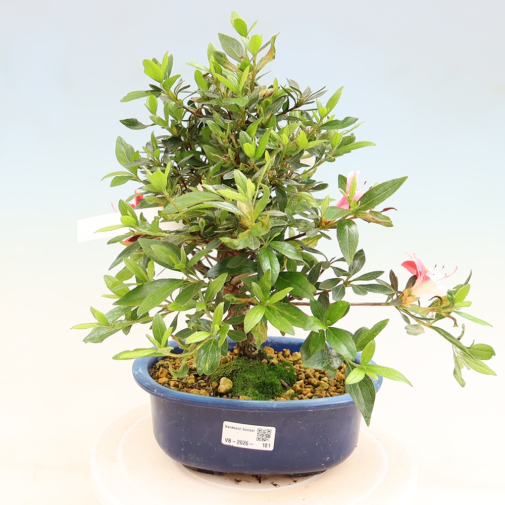 Bonsai für draußen - Japanische Azalee - Azalee Senhime