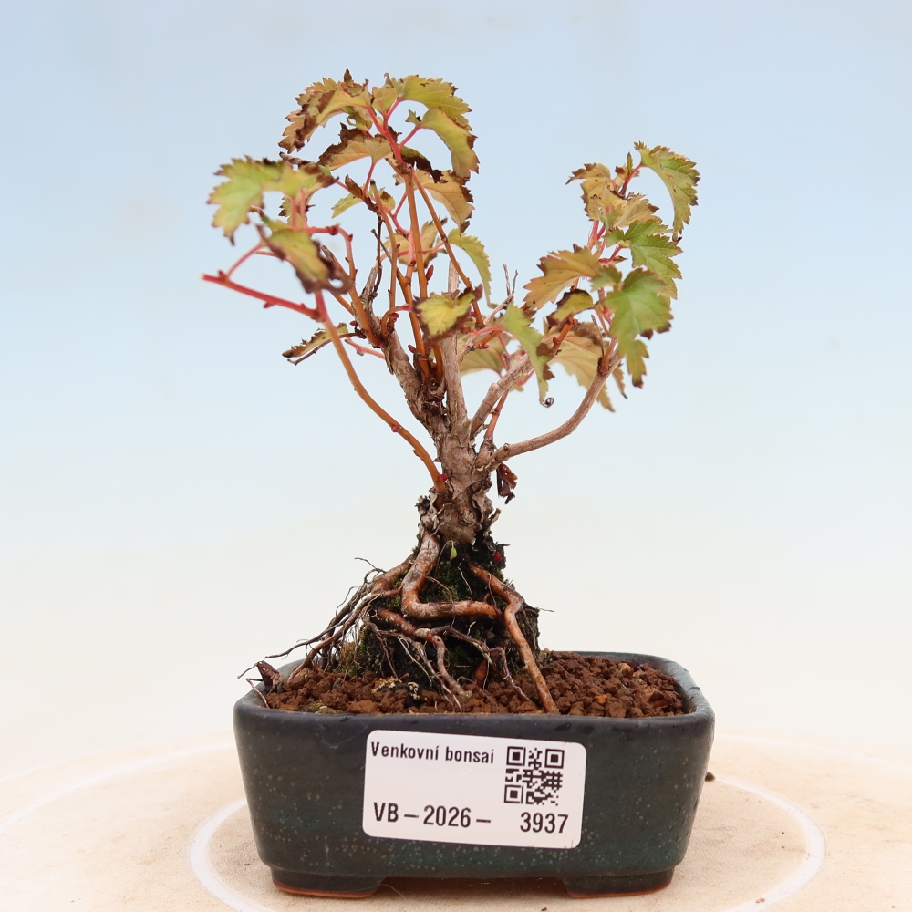 Bonsai für den Außenbereich – Stephanandra incisa – Gebogene Stephanandra