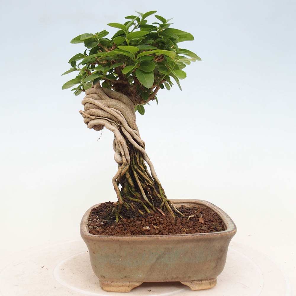 Zimmerbonsai - Premna serratifolia - Kozlovna malolista