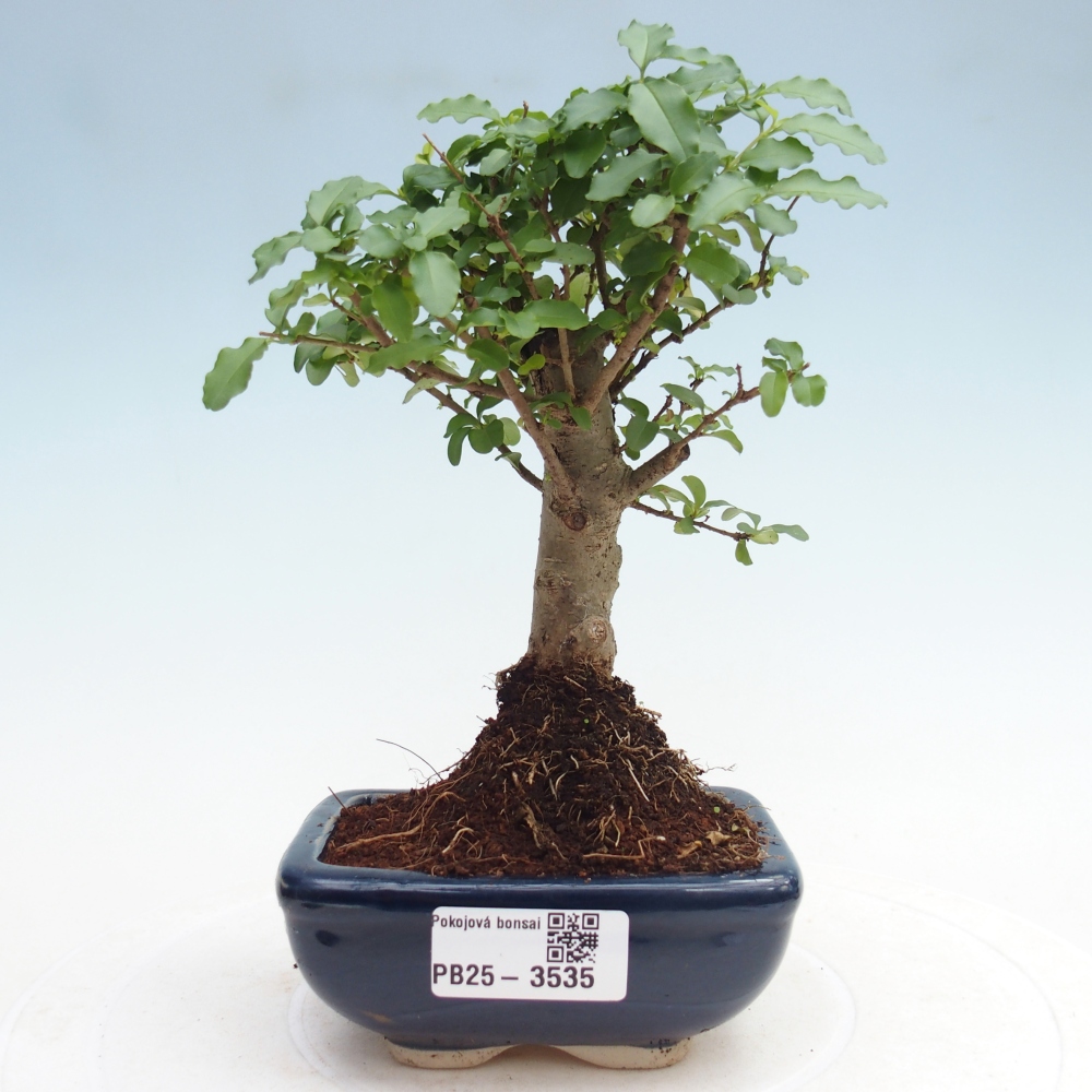 Zimmer Bonsai -Ligustrum chinensis - Vogelschnabel
