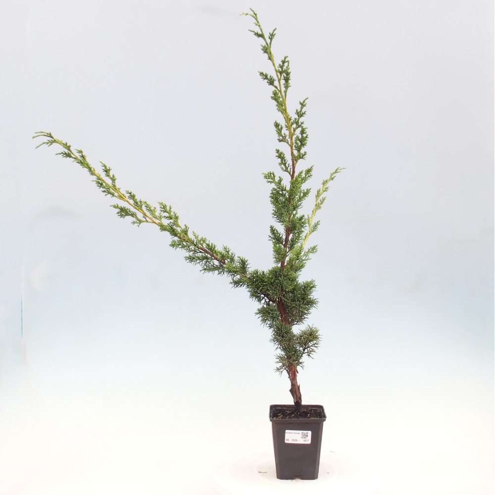 Bonsai für draußen - Juniperus chinensis Kishu