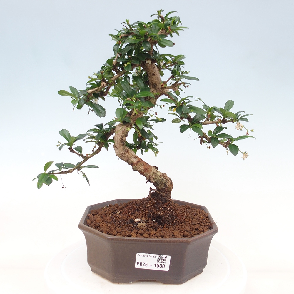 Zimmer-Bonsai - Carmona macrophylla - Tee-Fuki