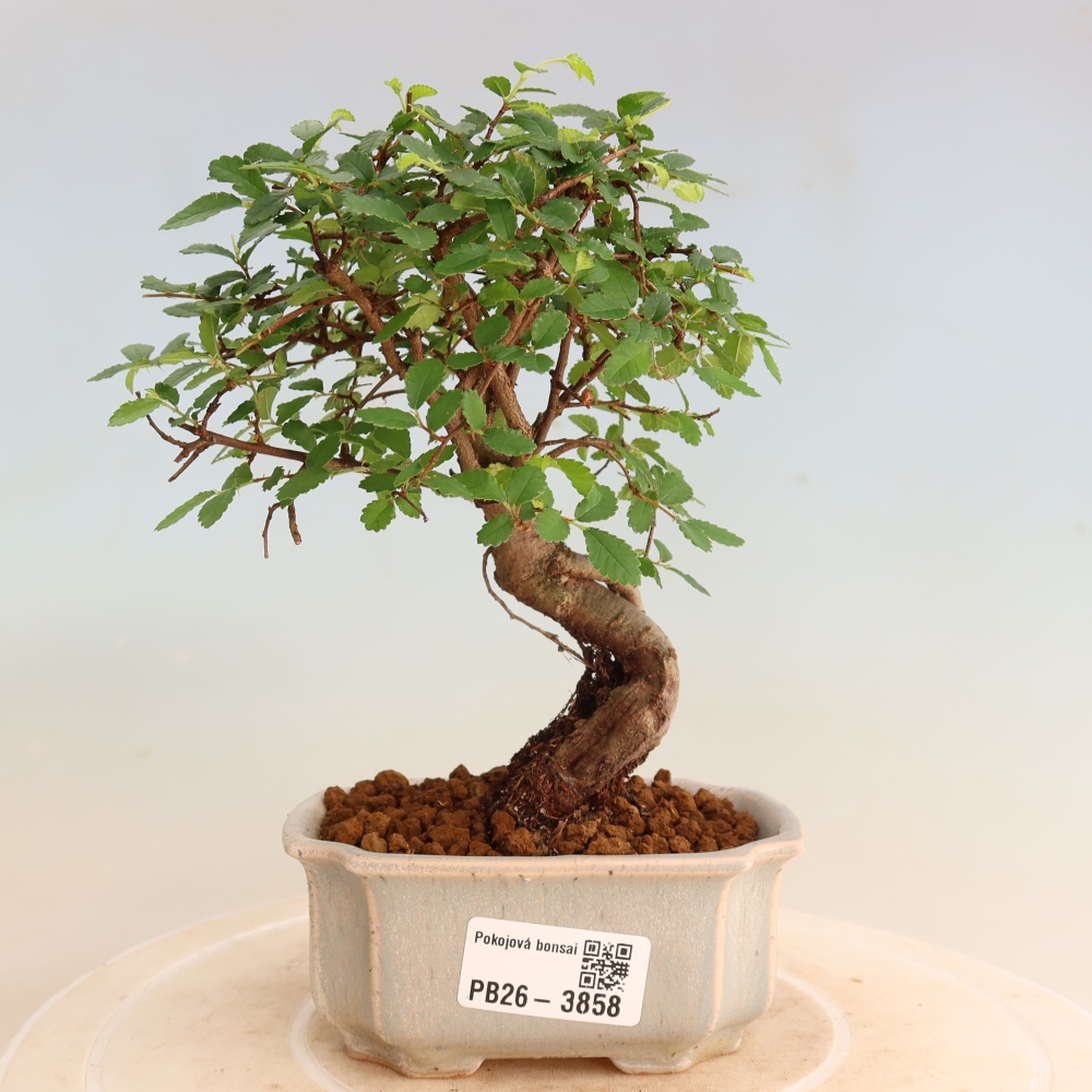 Zimmerbonsai - Ulmus parvifolia - Kleinblättrige Ulme