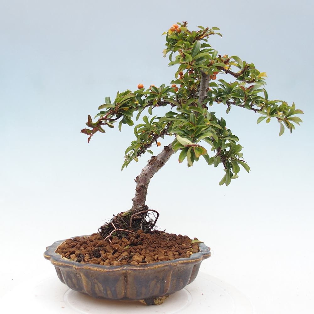 Freiland-Bonsai-Pyracantha Teton -Hlox