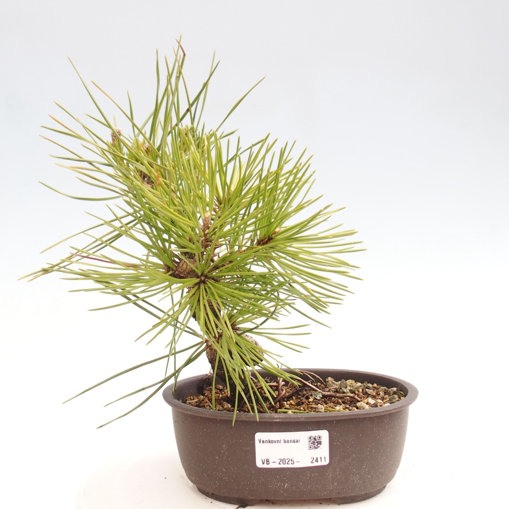 Bonsai für draußen - Pinus thunbergii - Thunberg-Kiefer