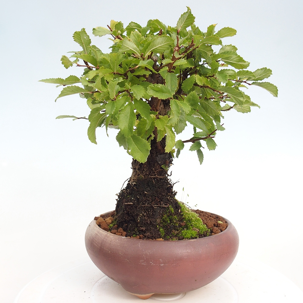 Bonsai für draußen - Zelkova - Zelkova NIRE