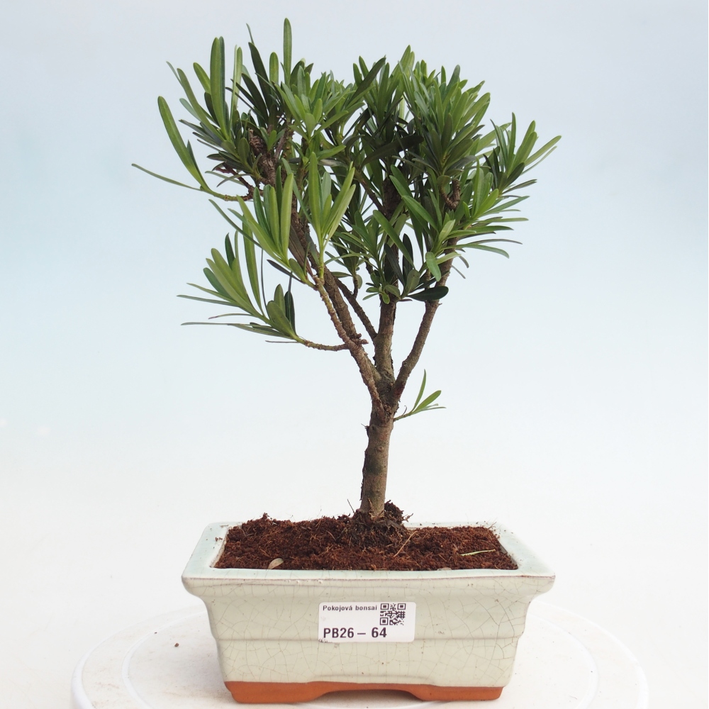 Zimmerbonsai - Podocarpus - Stein-Eibe