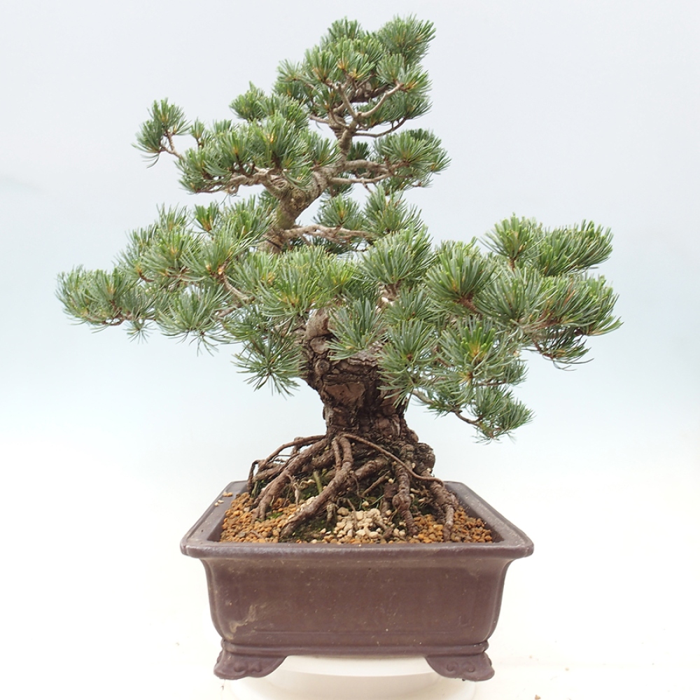 Bonsai für draußen - Pinus parviflora - Pinus parviflora