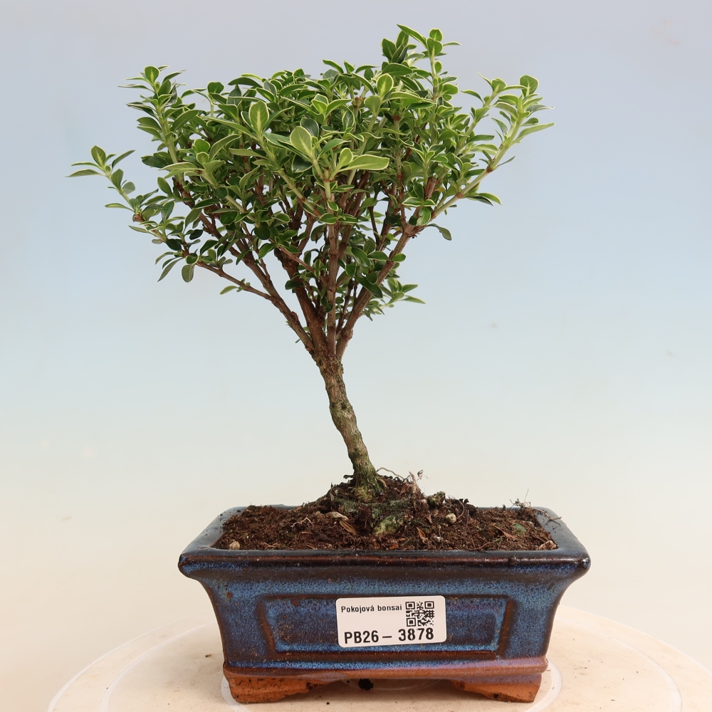 Zimmerbonsai - Serissa foetida Variegata - Baum der Tausend Sterne