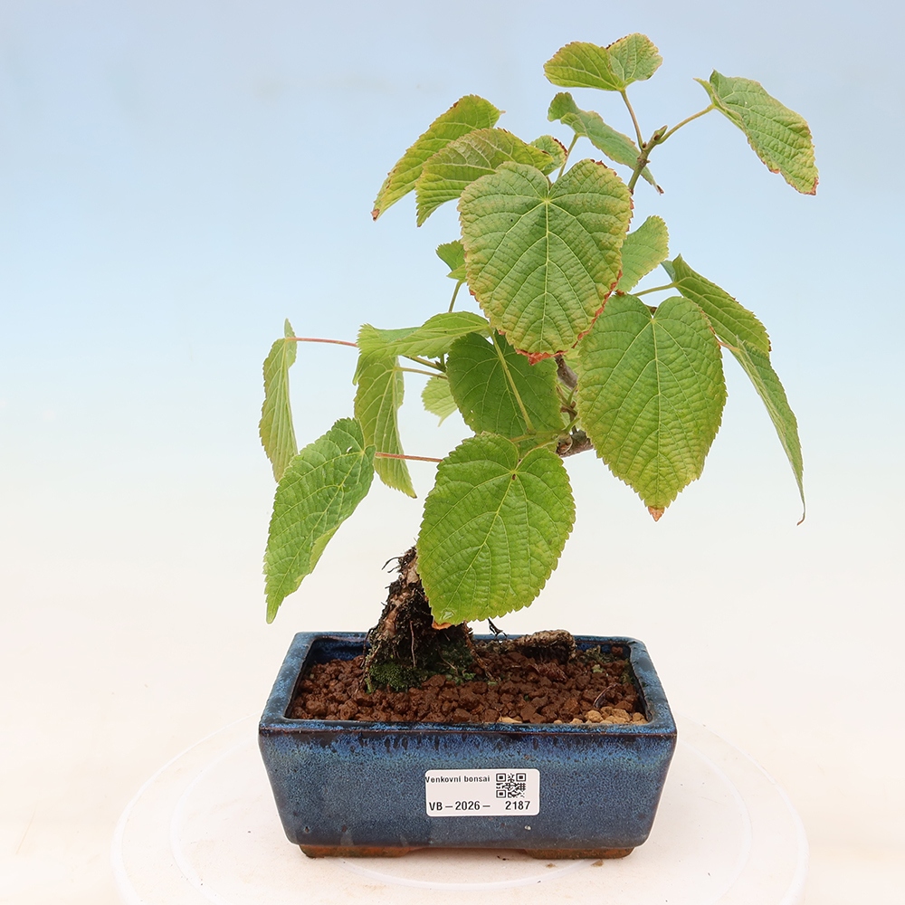 Bonsai für den Außenbereich – Herzblättrige Linde – Tilia cordata