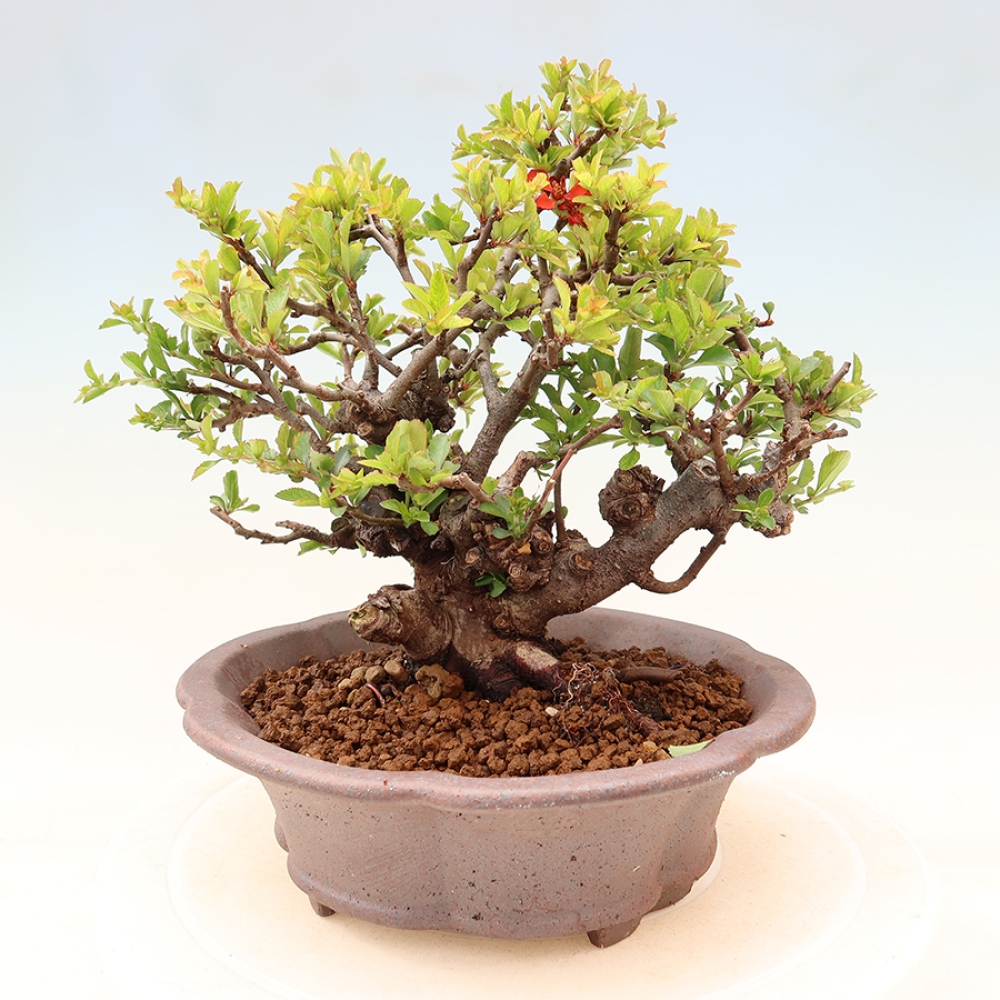 Bonsai für draußen - Chaneomeles speciosa Chojubai