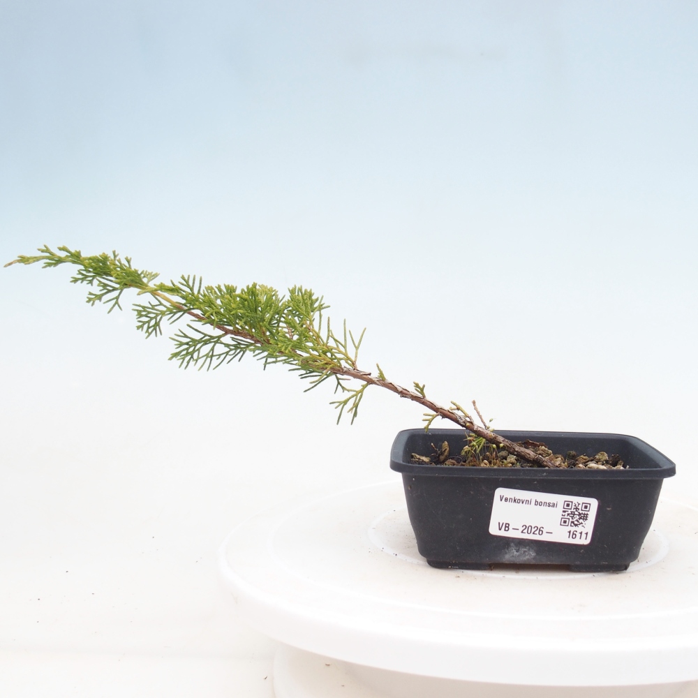 Bonsai für draußen - Juniperus chinensis Itoigawa
