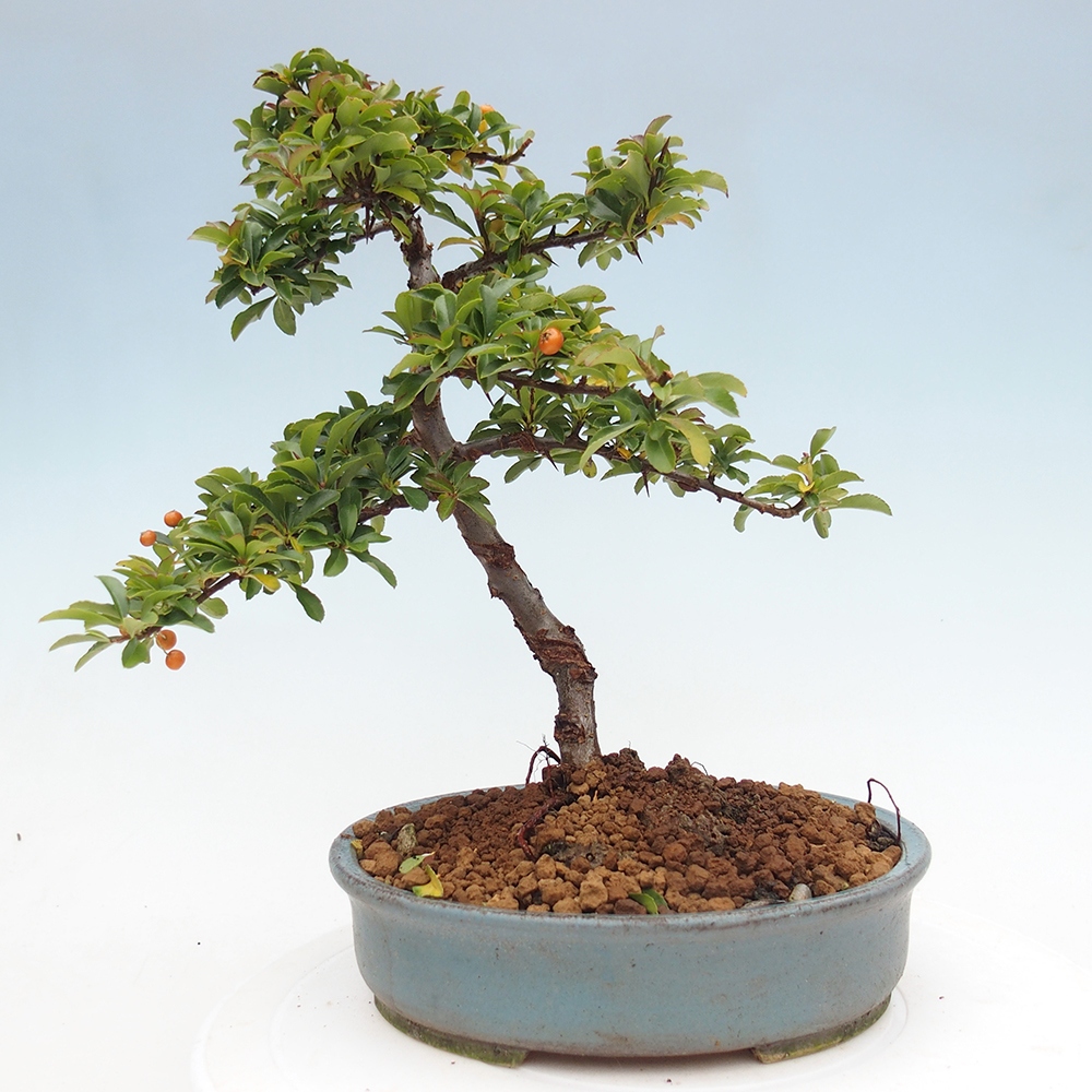Freiland-Bonsai-Pyracantha Teton -Hlox