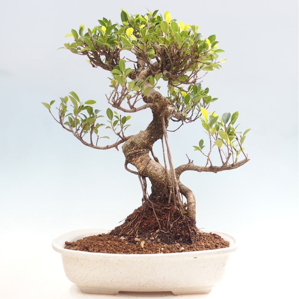 Zimmerbonsai - Ficus kimmen - Kleinblättriger Ficus