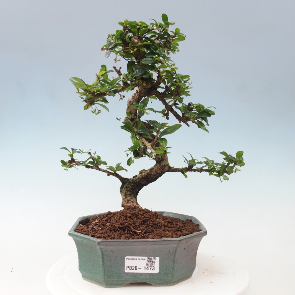 Zimmer-Bonsai - Carmona macrophylla - Tee-Fuki