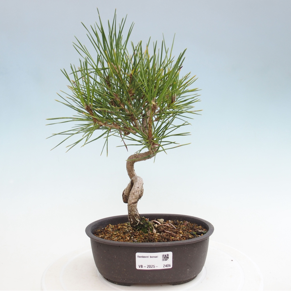 Bonsai für draußen - Pinus thunbergii - Thunberg-Kiefer