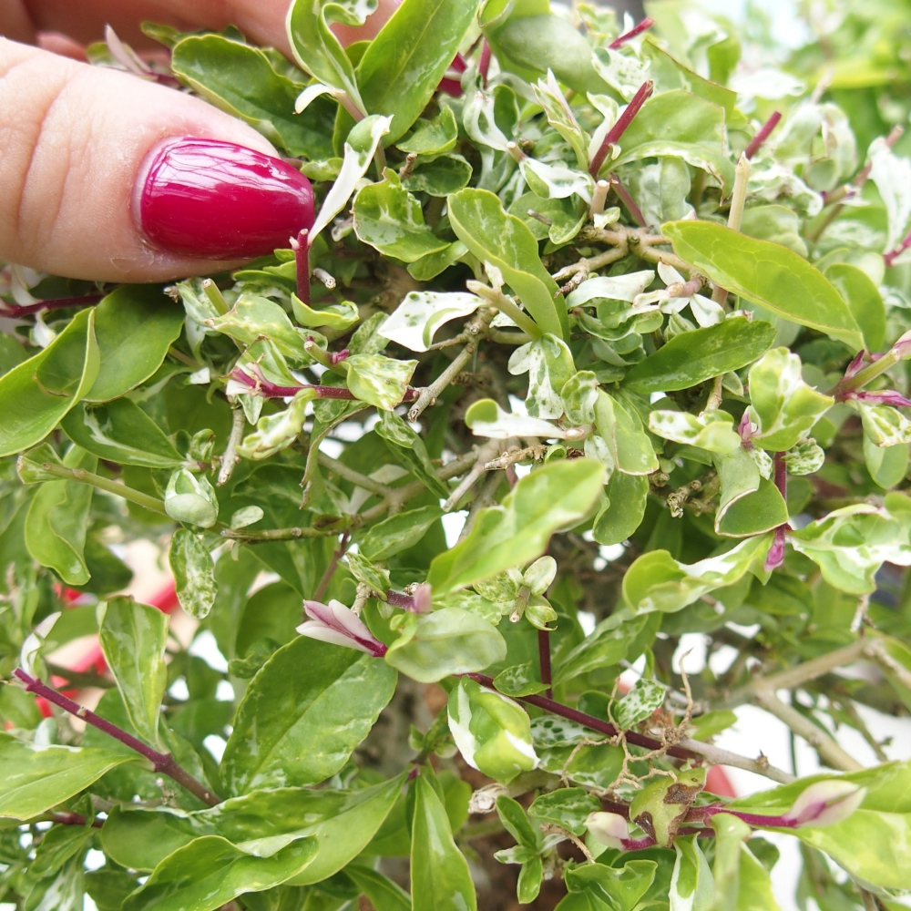 Bonsai für draußen - Ligustrum obtusifolium