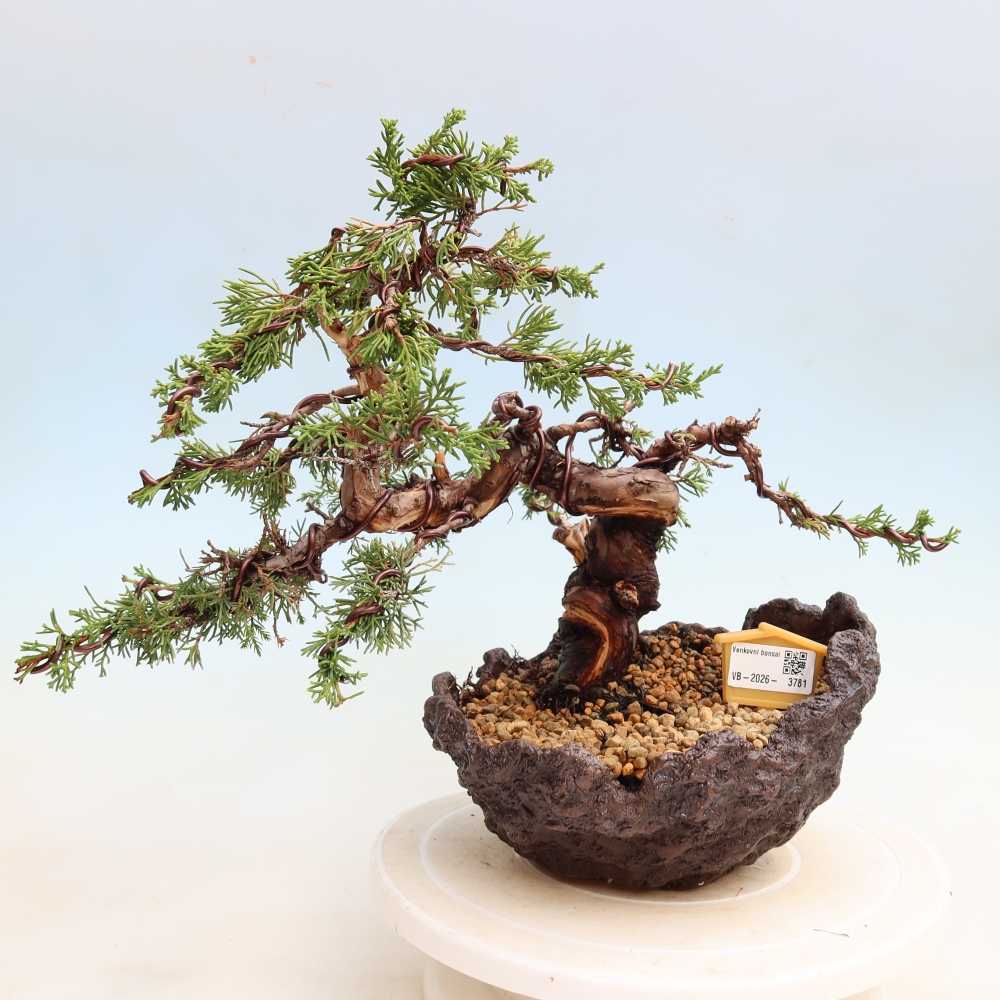 Bonsai für draußen - Juniperus chinensis Itoigawa-Juniperus chinensis