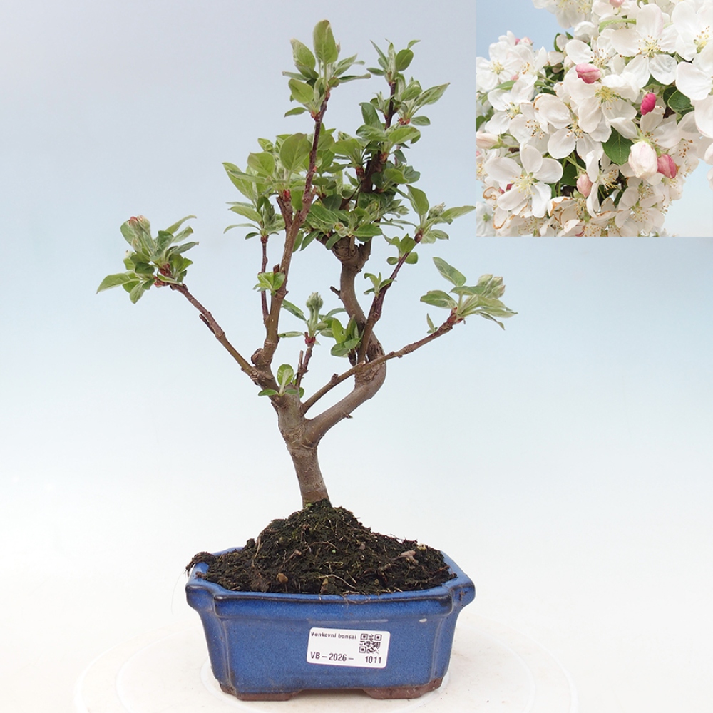 Outdoor-Bonsai -Malus halliana - Kleinfrüchtiger Apfelbaum
