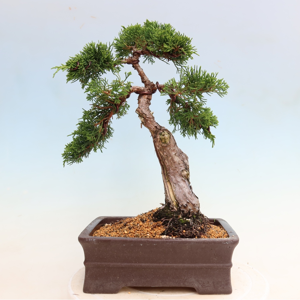 Bonsai für draußen - Juniperus chinensis Itoigawa-Juniperus chinensis