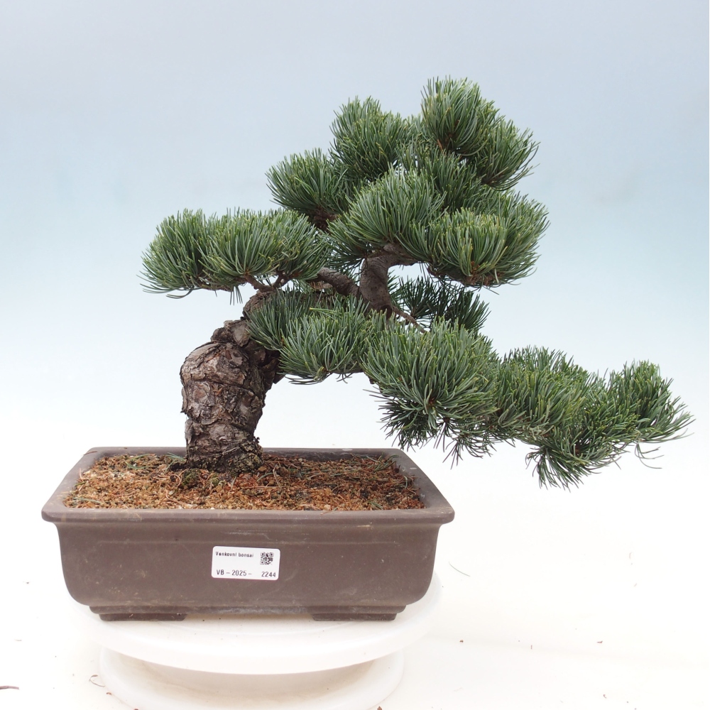 Bonsai für draußen - Pinus parviflora - Pinus parviflora