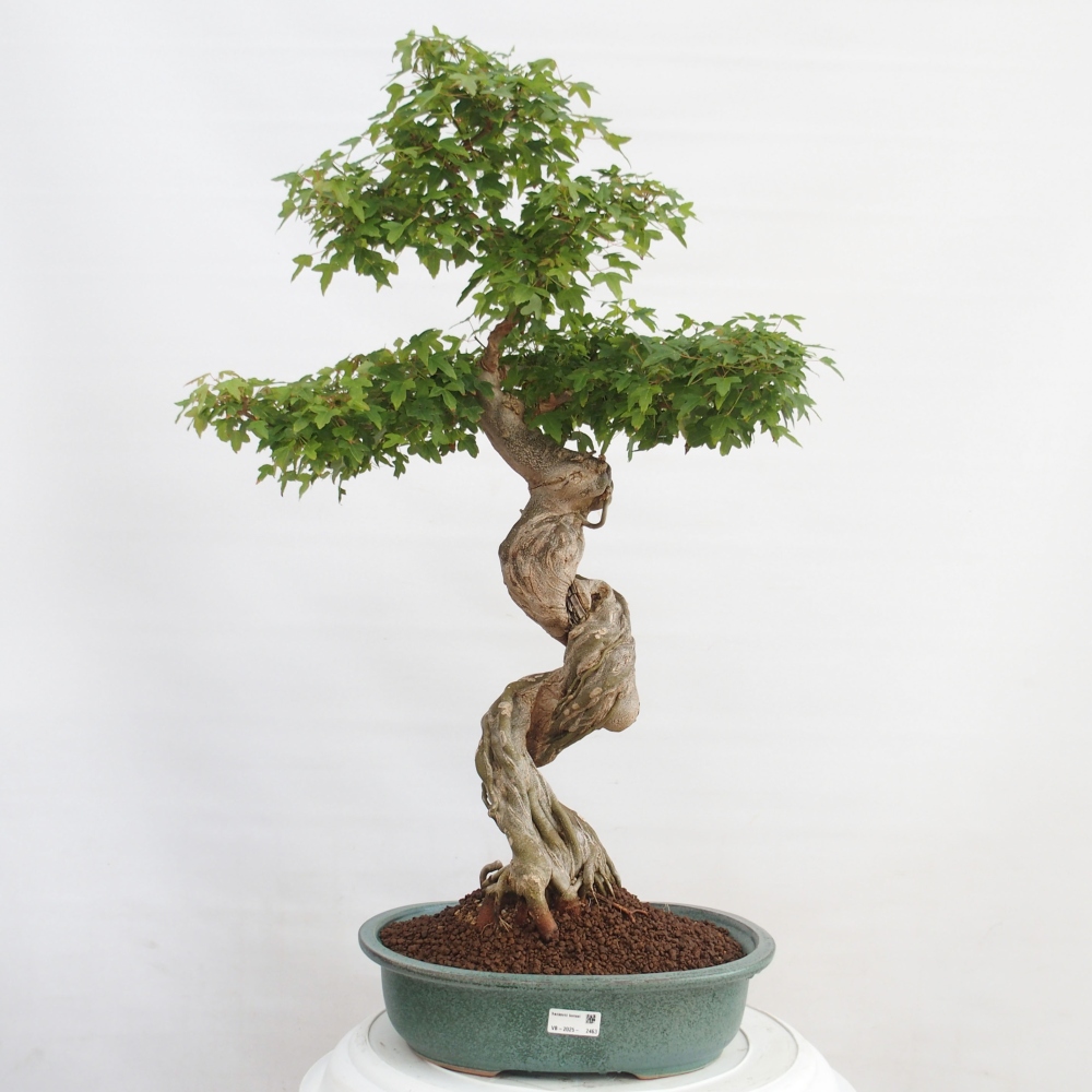 Bonsai für draußen - Acer Buergerianum - Bergahorn