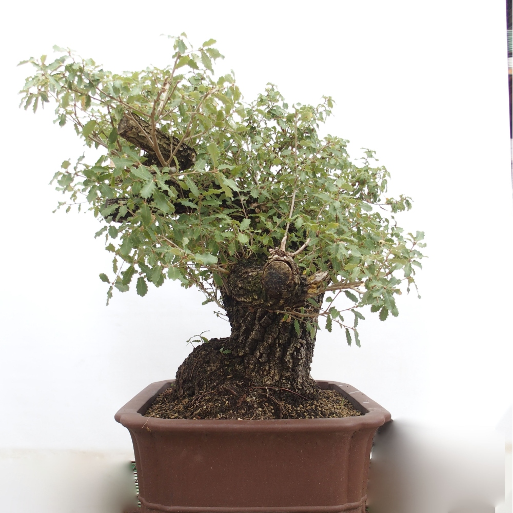 Yamadori - Quercus Ilex - Eichenstechpalme