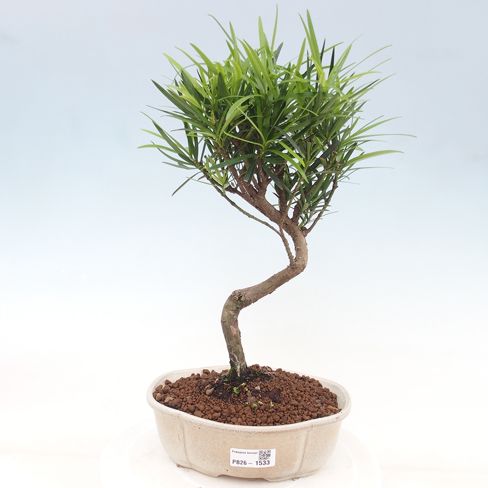 Zimmerbonsai - Podocarpus - Stein-Eibe