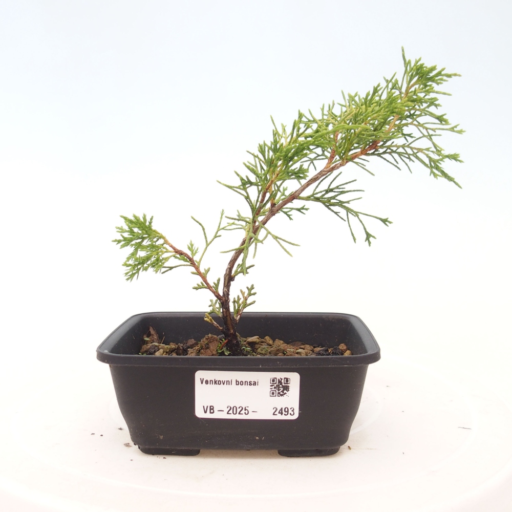 Bonsai für draußen - Juniperus chinensis Itoigawa