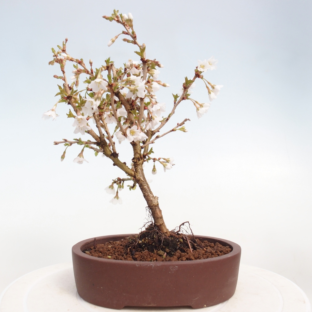 Bonsai für draußen - Prunus incisa Kojou-no mai-Plivon ausgeschnitten