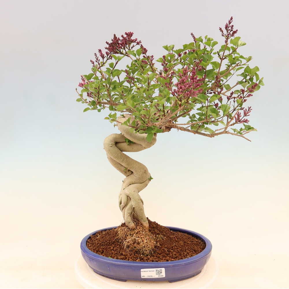 Bonsai für draußen - Syringa microphylla - Kleinblütiger Flieder