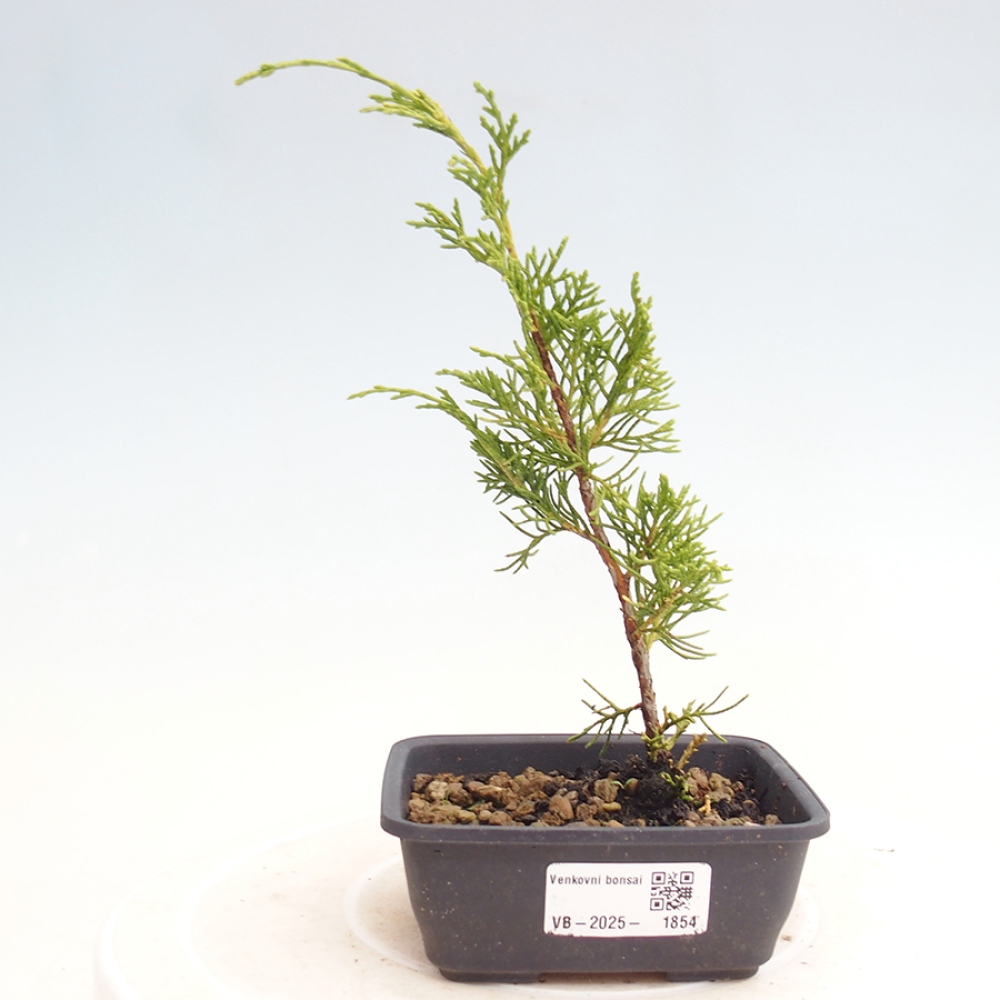 Bonsai für draußen - Juniperus chinensis Itoigawa