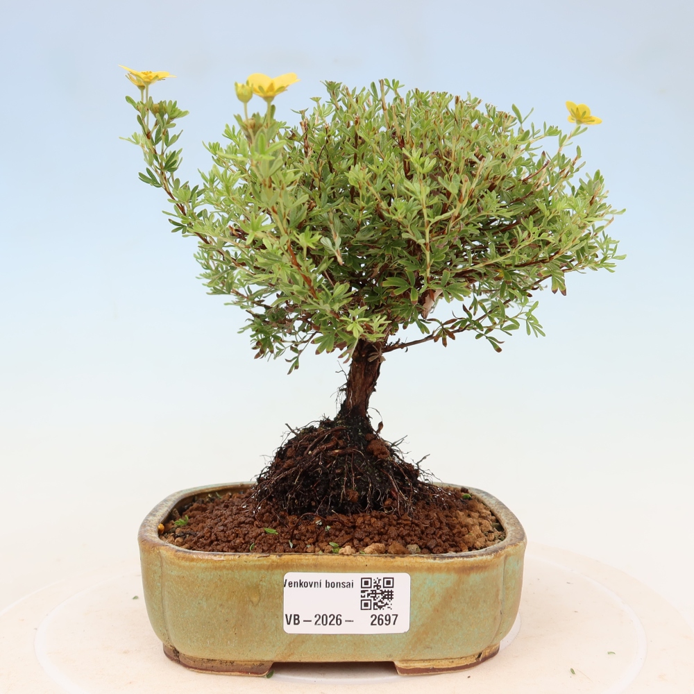 Bonsai für den Außenbereich – Strauch-Fingerkraut – Potentilla fruticosa „Goldkissen“