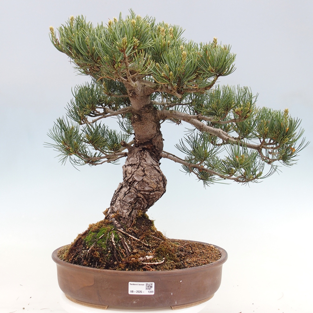 Bonsai für draußen - Pinus parviflora - Pinus parviflora