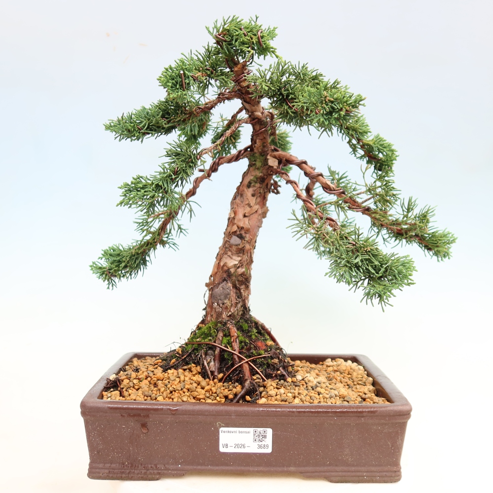 Bonsai für draußen - Juniperus chinensis Kishu