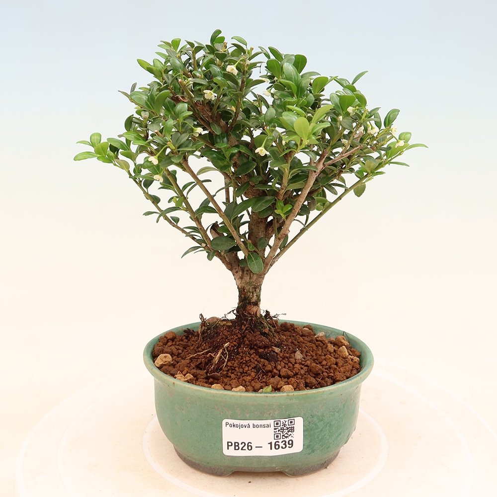 Zimmer Bonsai - Ilex crenata - Stechpalme