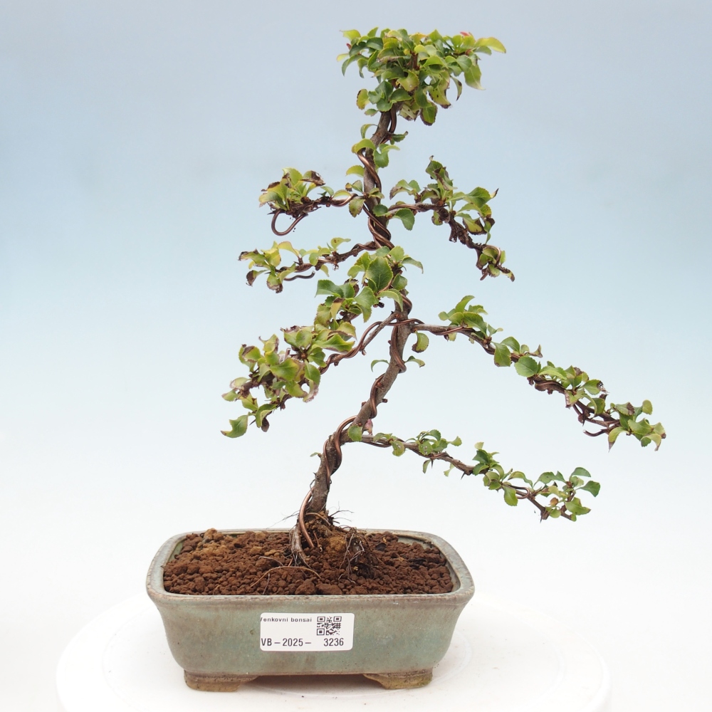 Bonsai für draußen - Chaneomeles s. Red Joy - Quitte